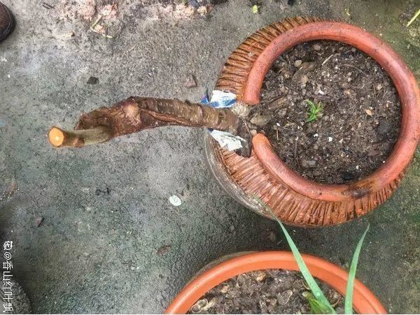 最贵气的梅花，多少人想养，都怕养不好