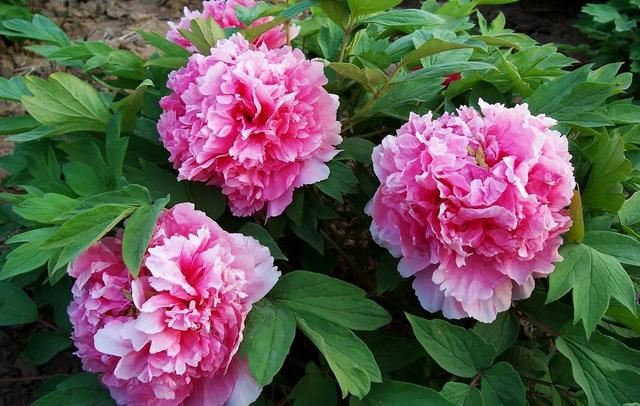 种一丛花，整个院子都飘满花香