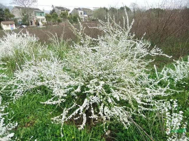 它开花时像下雪，只见花不见叶！开成一片白色花海