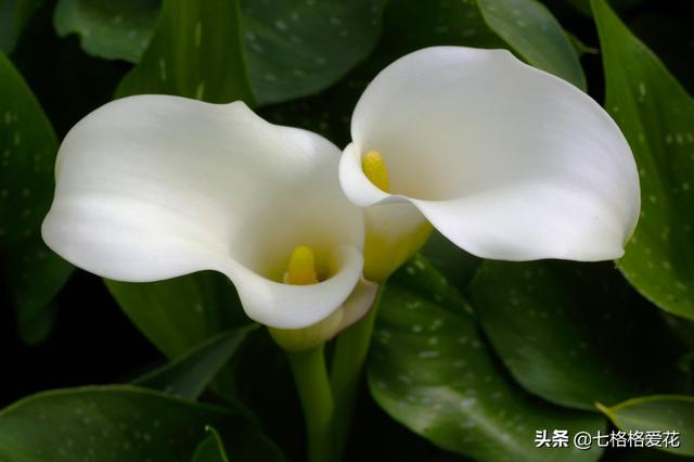 “春到人间草木知”立春至，百花开，看看春天开的花都有哪些