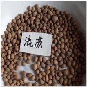 流苏树国家二级保护植物，花期如雪压树，且花形纤细