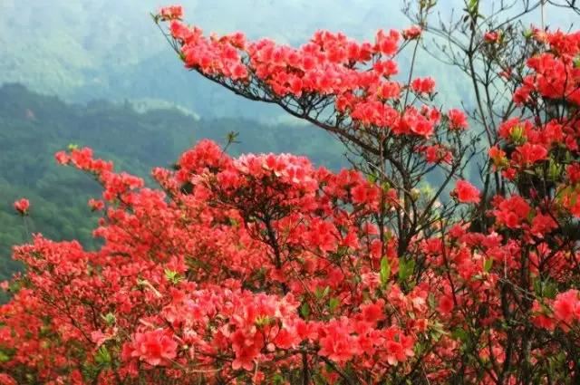 清明前后最争艳的4种花卉，就等你来！