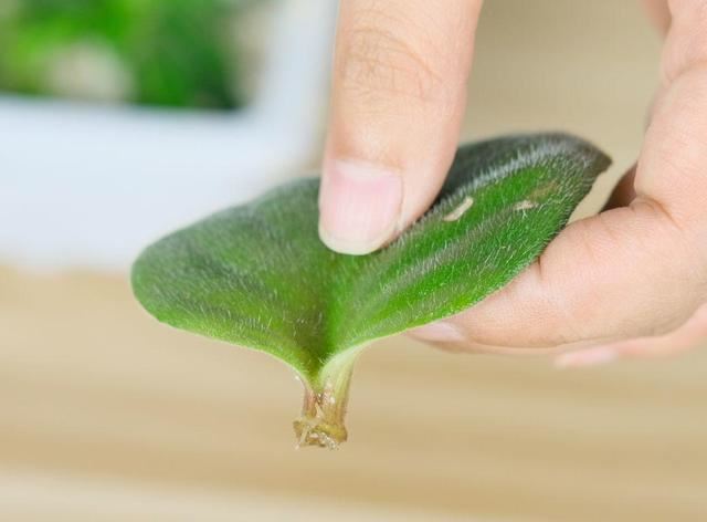 耐阴花就选它，占地小开花多，摆在家里很精致