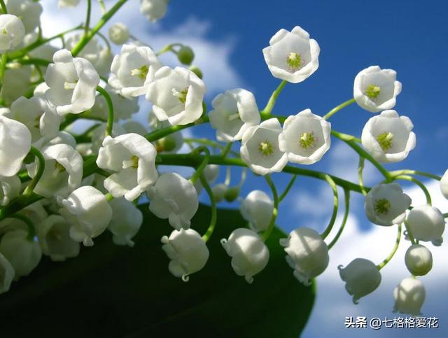 “春到人间草木知”立春至，百花开，看看春天开的花都有哪些