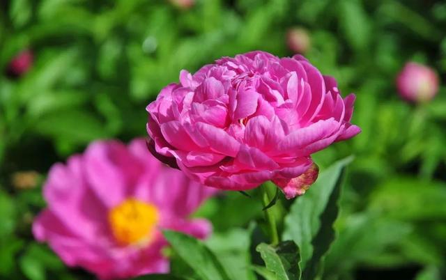 种一丛花，整个院子都飘满花香
