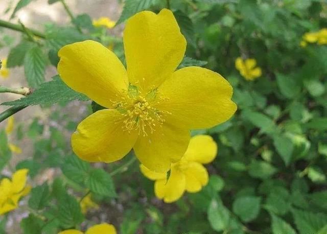 最美人间四月天，棠棣艳出群芳外