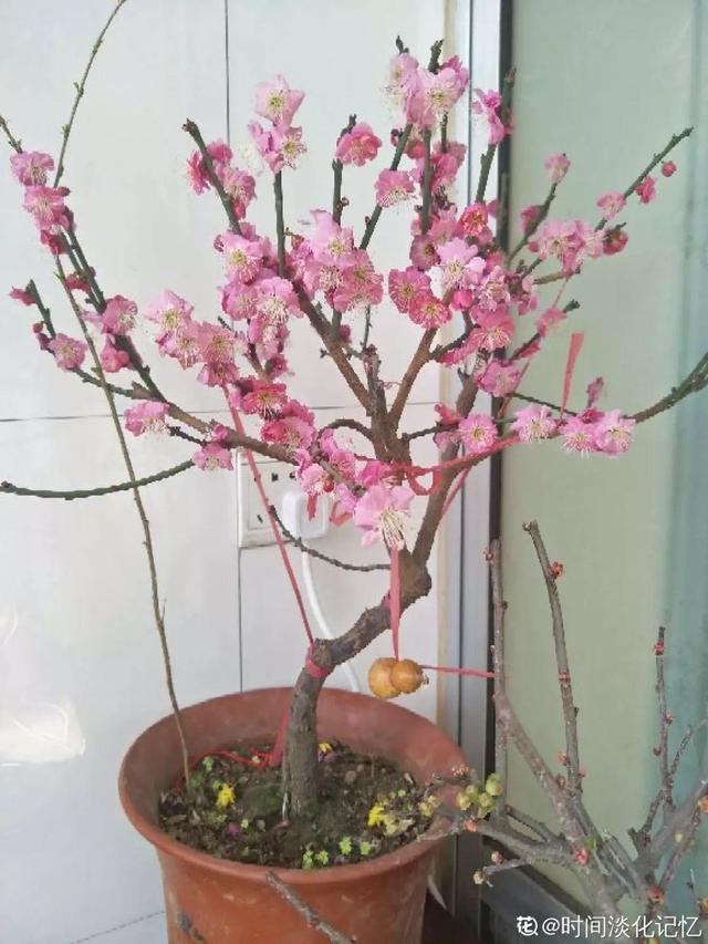最贵气的梅花，多少人想养，都怕养不好