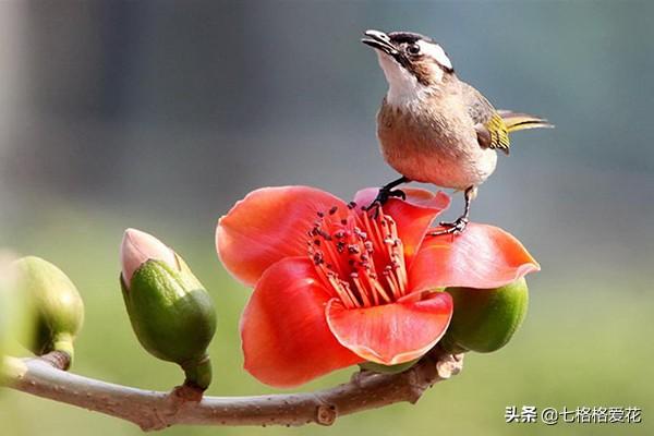 “春到人间草木知”立春至，百花开，看看春天开的花都有哪些