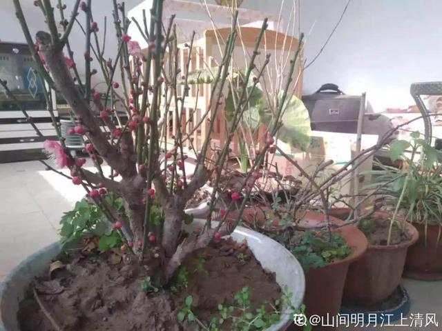 最贵气的梅花，多少人想养，都怕养不好