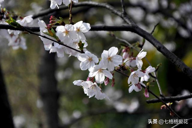 “春到人间草木知”立春至，百花开，看看春天开的花都有哪些