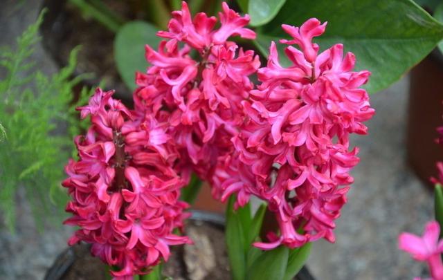 种一丛花，整个院子都飘满花香