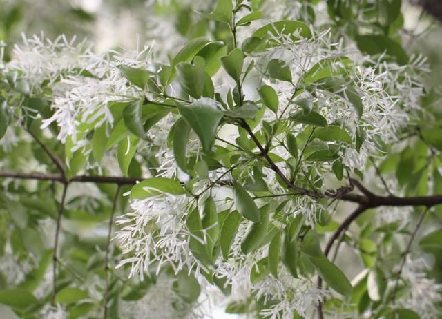 流苏树国家二级保护植物，花期如雪压树，且花形纤细