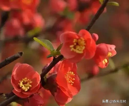 春天到，桃花、杏花、樱花、梨花、李花其开放，你能分清楚吗？