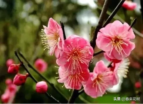 春天到，桃花、杏花、樱花、梨花、李花其开放，你能分清楚吗？