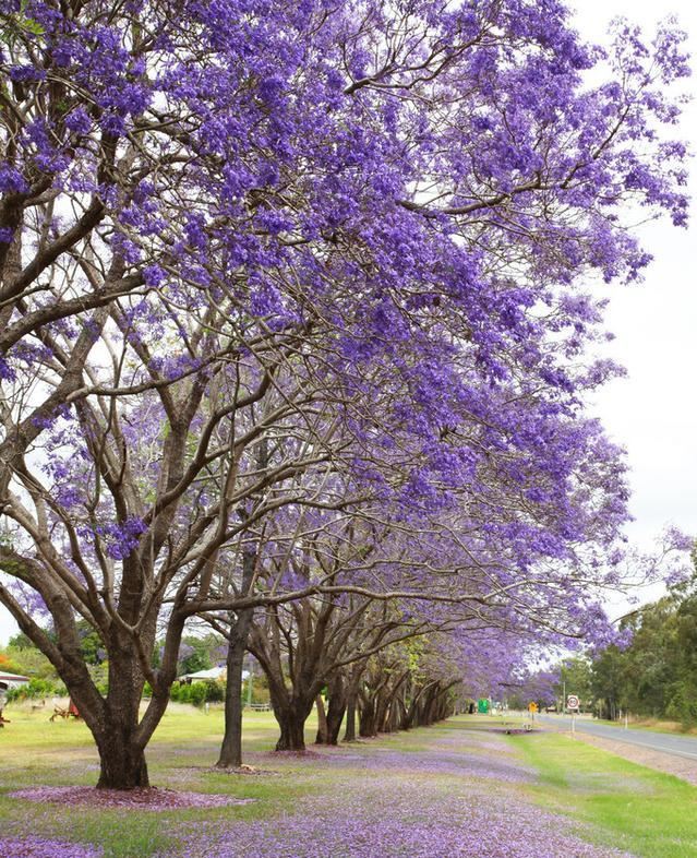 蓝花楹：中国罕见的观叶观花树种，外表清丽脱俗，可造纸可做家具