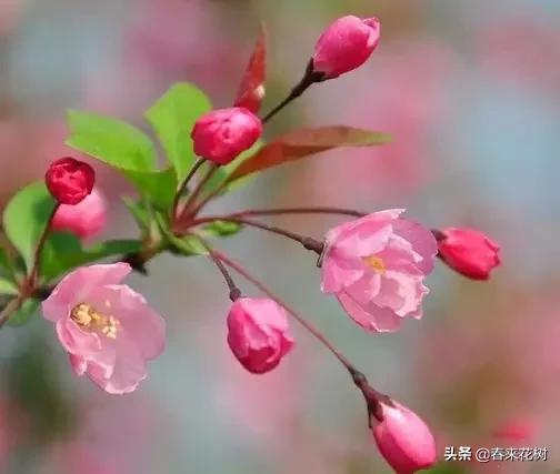 春天到，桃花、杏花、樱花、梨花、李花其开放，你能分清楚吗？