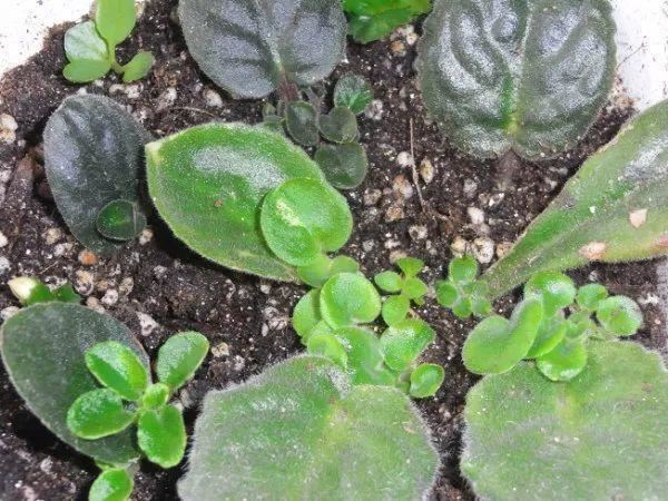 耐阴花就选它，占地小开花多，摆在家里很精致