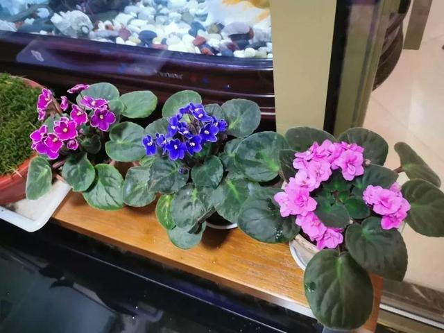 耐阴花就选它，占地小开花多，摆在家里很精致