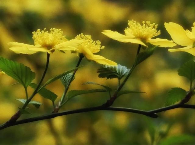 最美人间四月天，棠棣艳出群芳外