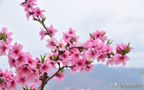 “春到人间草木知”立春至，百花开，看看春天开的花都有哪些