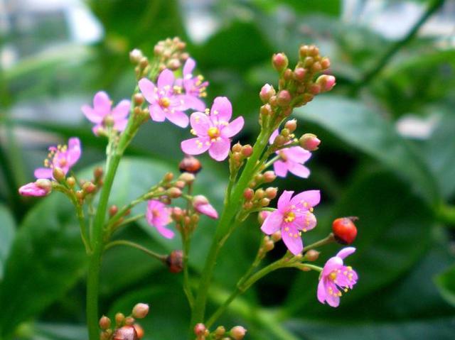 当初觉着好看挖回家，如今才知道是珍贵的“土人参”