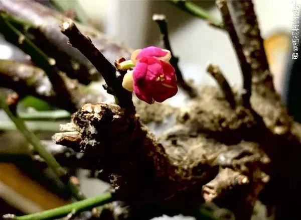 最贵气的梅花，多少人想养，都怕养不好