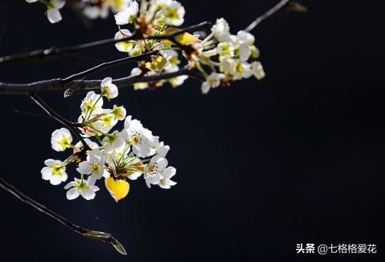 “春到人间草木知”立春至，百花开，看看春天开的花都有哪些