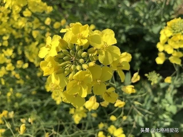 “春到人间草木知”立春至，百花开，看看春天开的花都有哪些