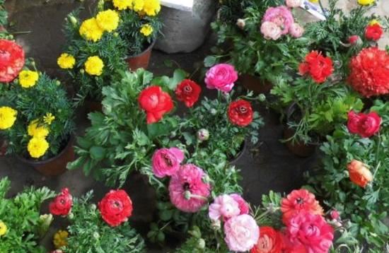 它叫洋牡丹、花毛茛,一次种植可多年赏花,适宜南北方新手盆栽 它叫洋牡丹、花毛茛,一次种植可多年赏花,适宜南北方新手盆栽