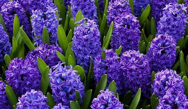 种一丛花，整个院子都飘满花香