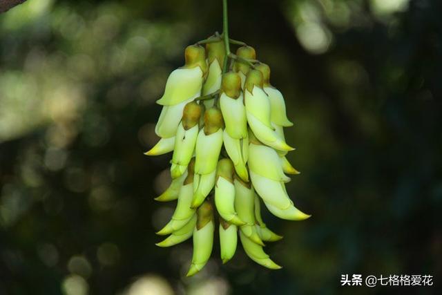 “春到人间草木知”立春至，百花开，看看春天开的花都有哪些