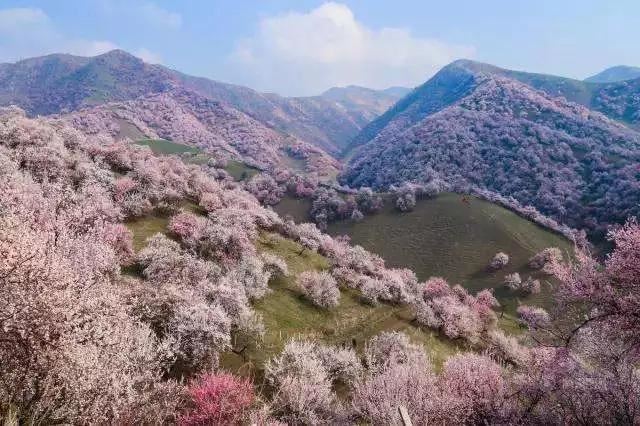 清明前后最争艳的4种花卉，就等你来！
