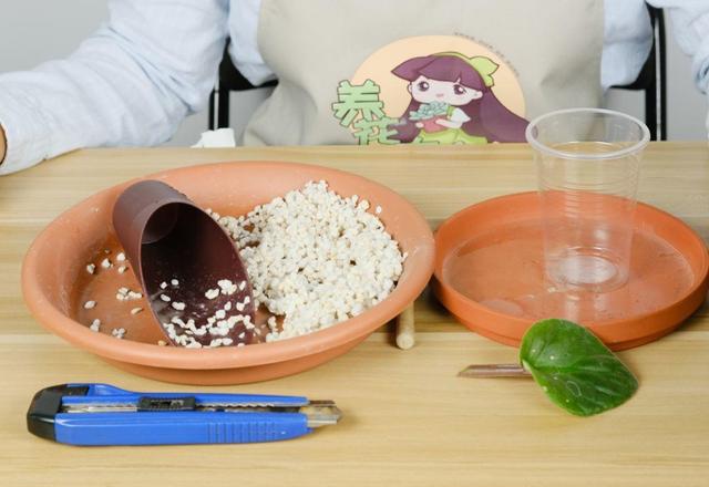 耐阴花就选它，占地小开花多，摆在家里很精致