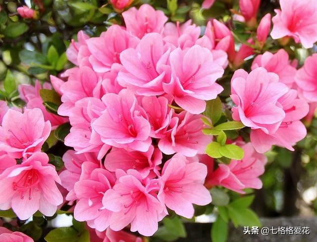 “春到人间草木知”立春至，百花开，看看春天开的花都有哪些