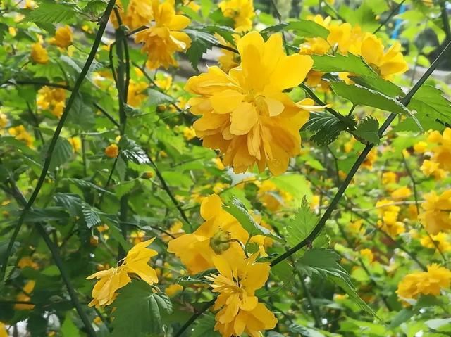 最美人间四月天，棠棣艳出群芳外