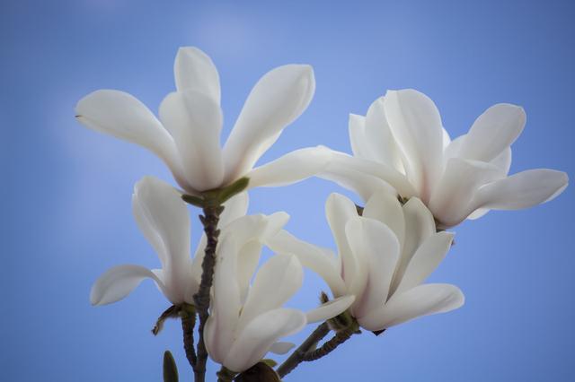 漂亮的玉兰花，花开美，花量大，特别好养，种在庭院特合适