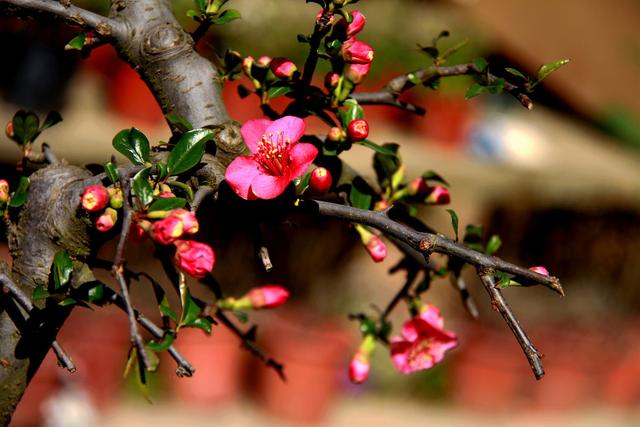火红的贴梗海棠，种植养护好简单，不用费心管理，开花还多