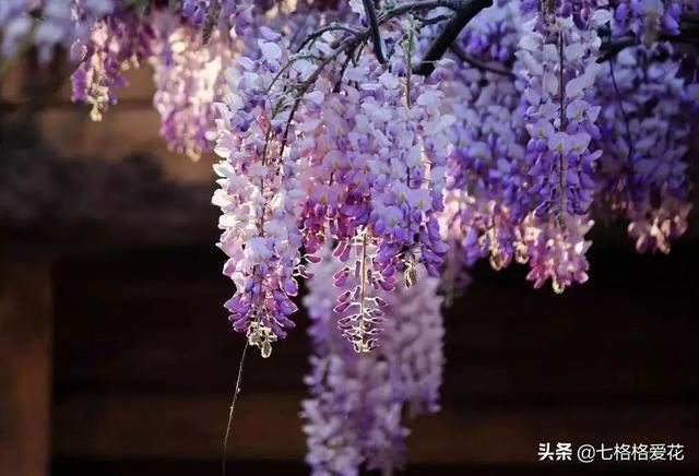 “春到人间草木知”立春至，百花开，看看春天开的花都有哪些