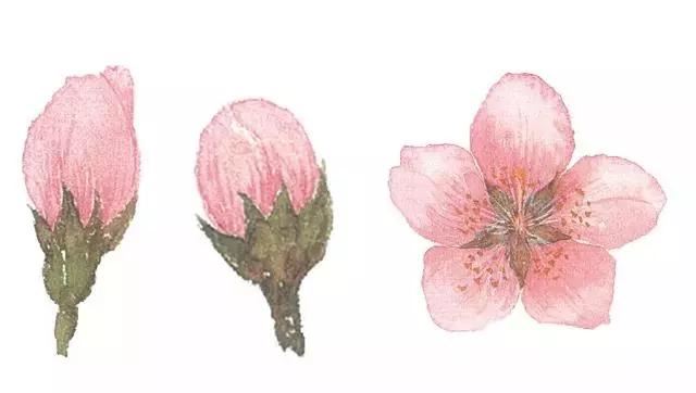 清明前后最争艳的4种花卉，就等你来！