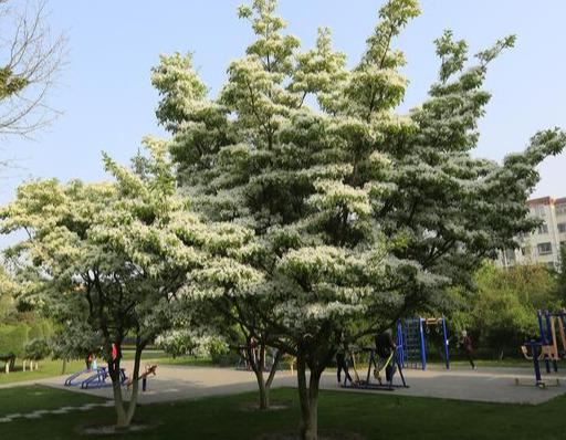 流苏树国家二级保护植物，花期如雪压树，且花形纤细