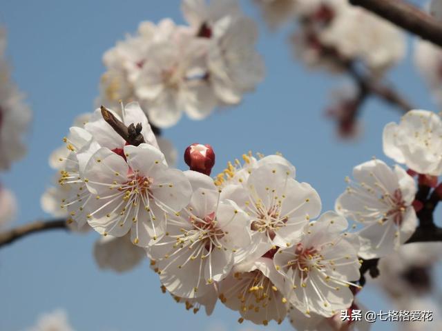 “春到人间草木知”立春至，百花开，看看春天开的花都有哪些