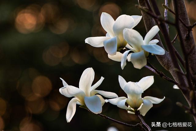 “春到人间草木知”立春至，百花开，看看春天开的花都有哪些