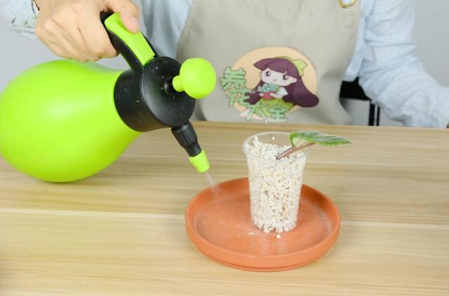 耐阴花就选它，占地小开花多，摆在家里很精致