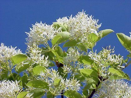 流苏树国家二级保护植物，花期如雪压树，且花形纤细