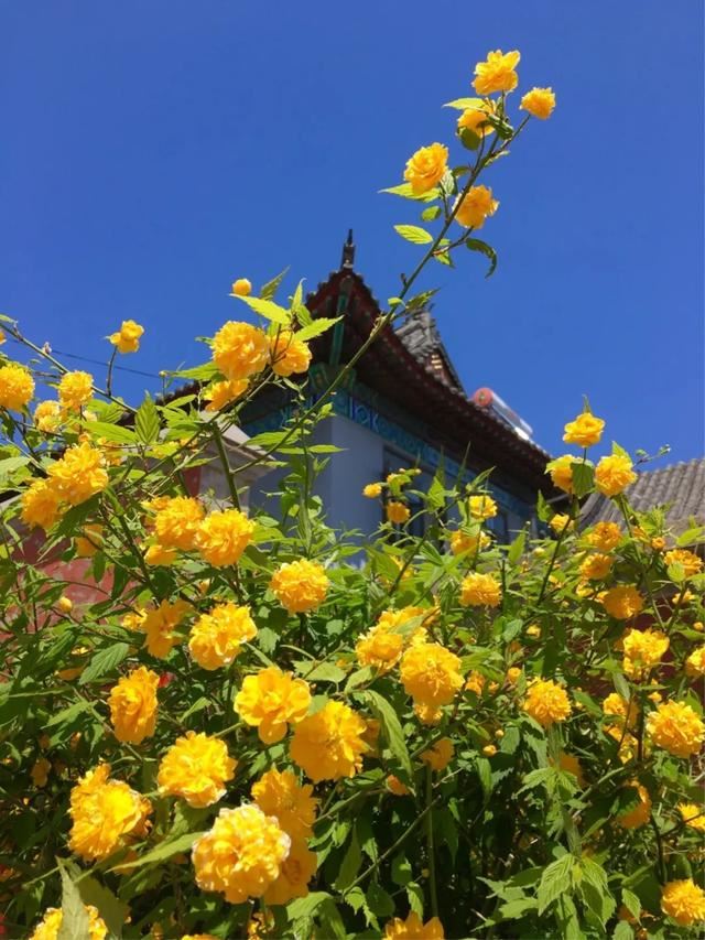 最美人间四月天，棠棣艳出群芳外