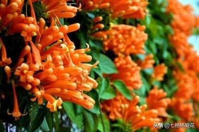 “春到人间草木知”立春至，百花开，看看春天开的花都有哪些