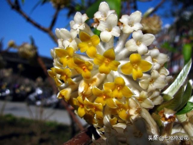 “春到人间草木知”立春至，百花开，看看春天开的花都有哪些