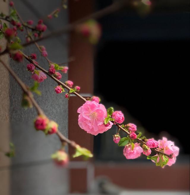 这花虽然不是“梅”，开花比梅花艳，花期满树是花