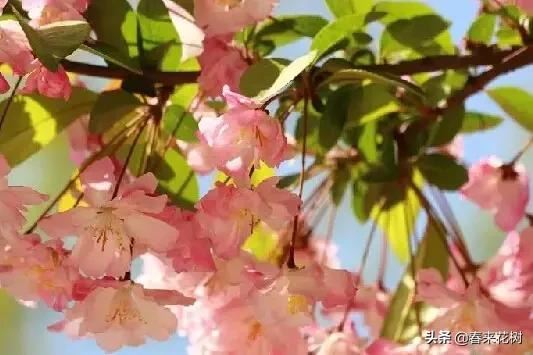 春天到，桃花、杏花、樱花、梨花、李花其开放，你能分清楚吗？