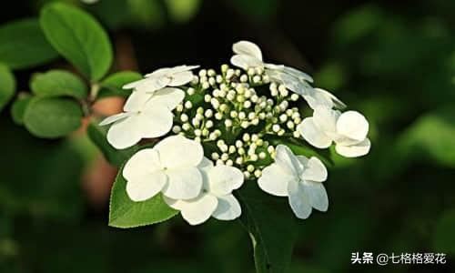 “春到人间草木知”立春至，百花开，看看春天开的花都有哪些